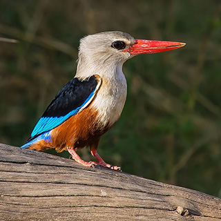 Samburu - Woodland kingfisher